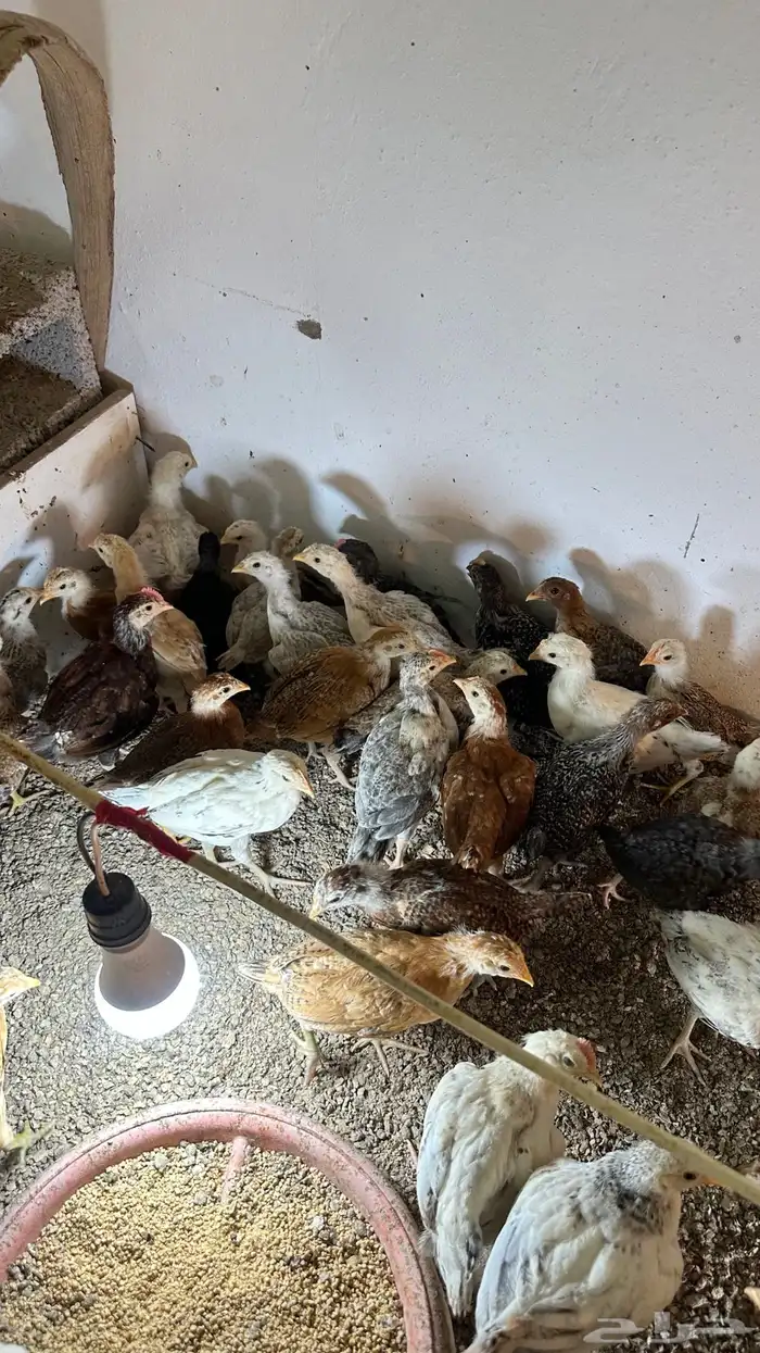 دجاج للبيع 4