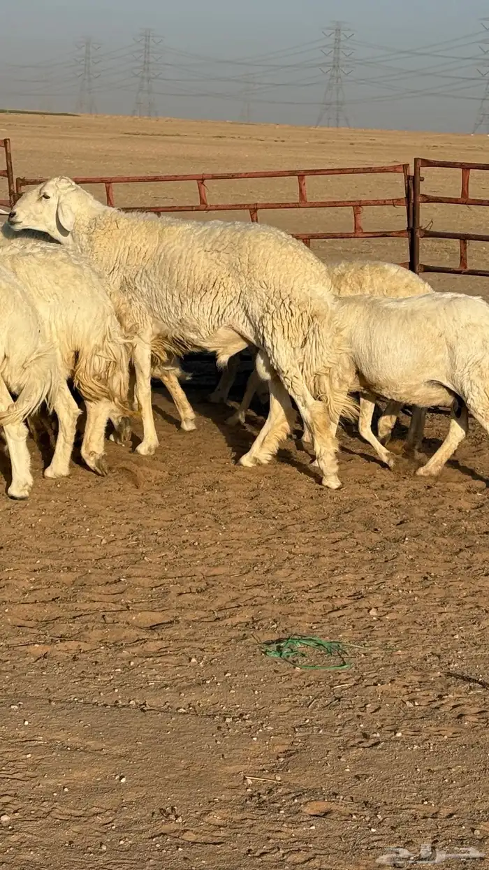 غنم حريات صنف مراح 9