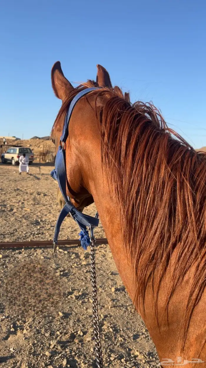 خيل 4