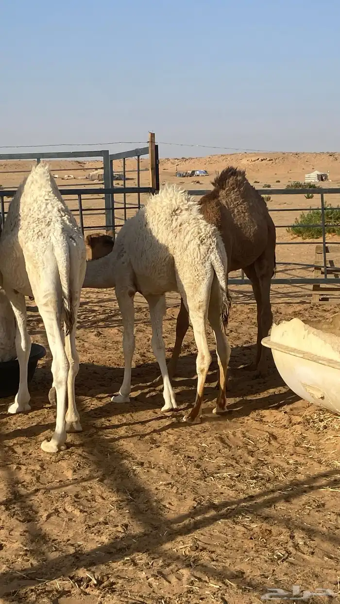 حشو قعودين وبكره طيبات علي الحليب السعي علي المشتري التواصل 0
