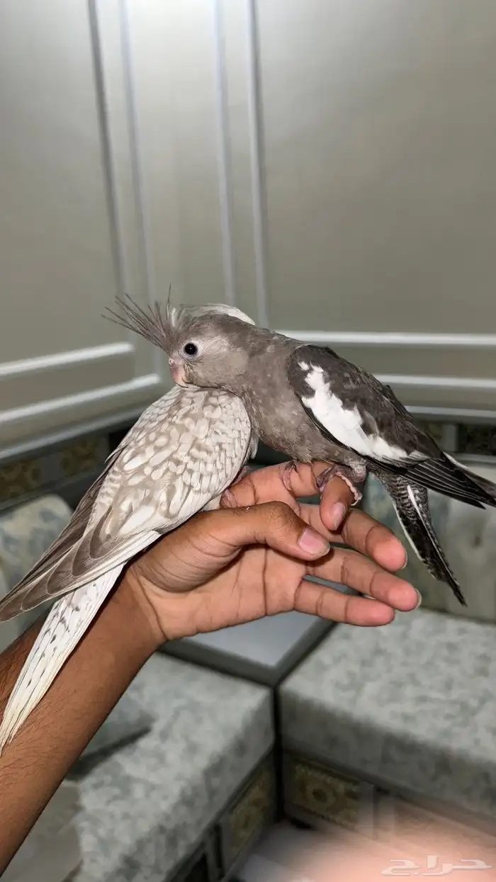 كروان الليفه هدد 2 1