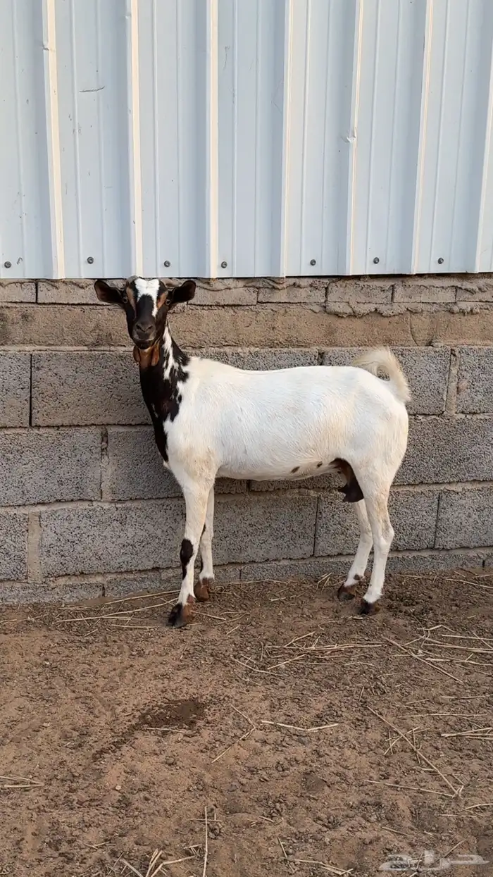 عنز للبيع 0