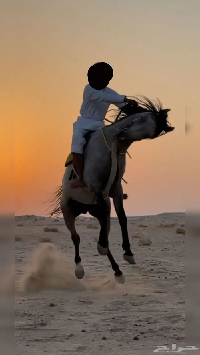 حصان جزيري 1