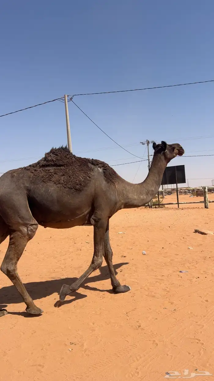 لقحه مجهم 3