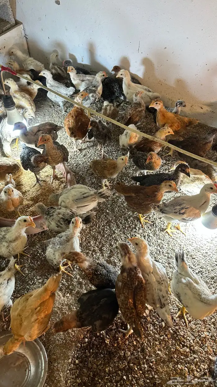 دجاج للبيع 2