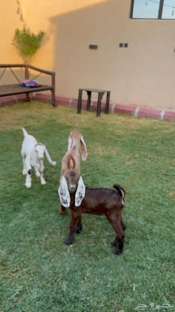 جفرتين وتيس دواغير 6