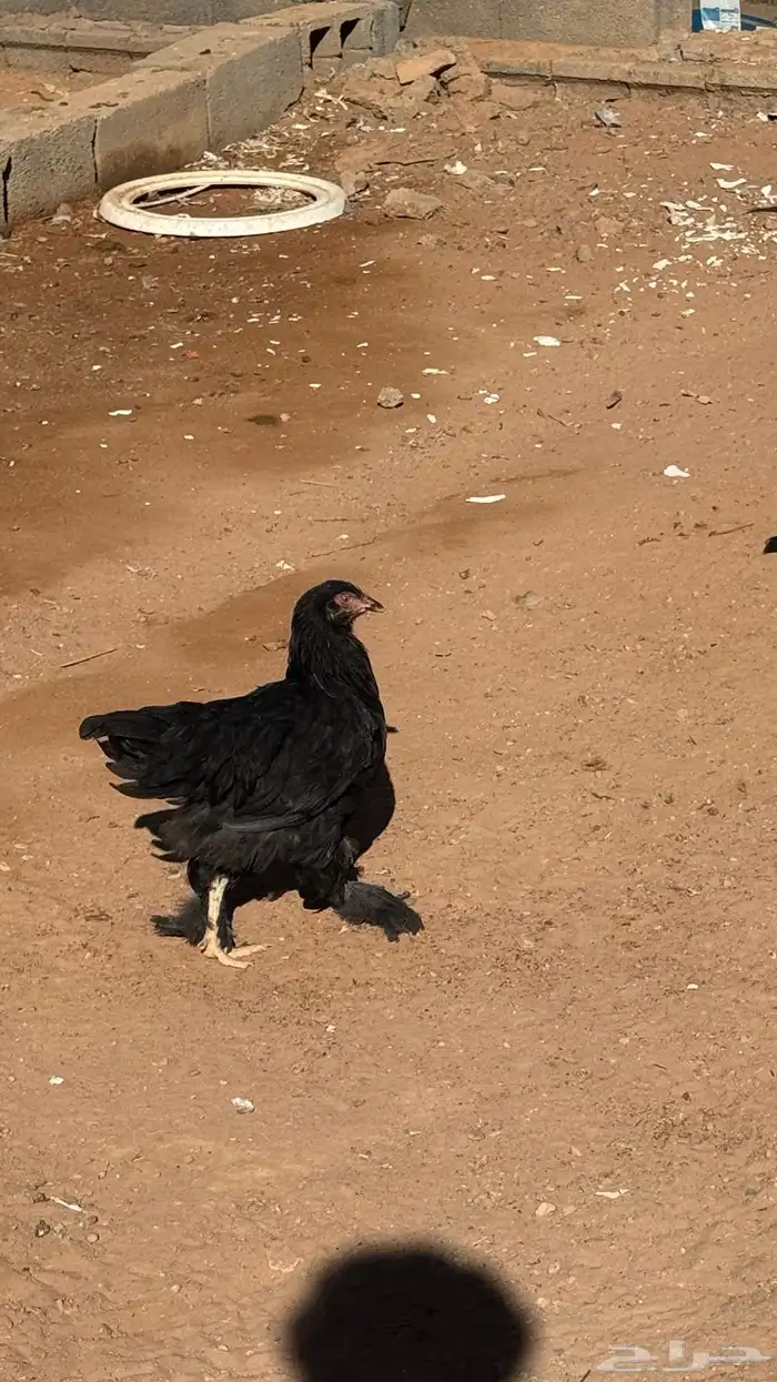 اعرض لكم دجاج براهمه 4