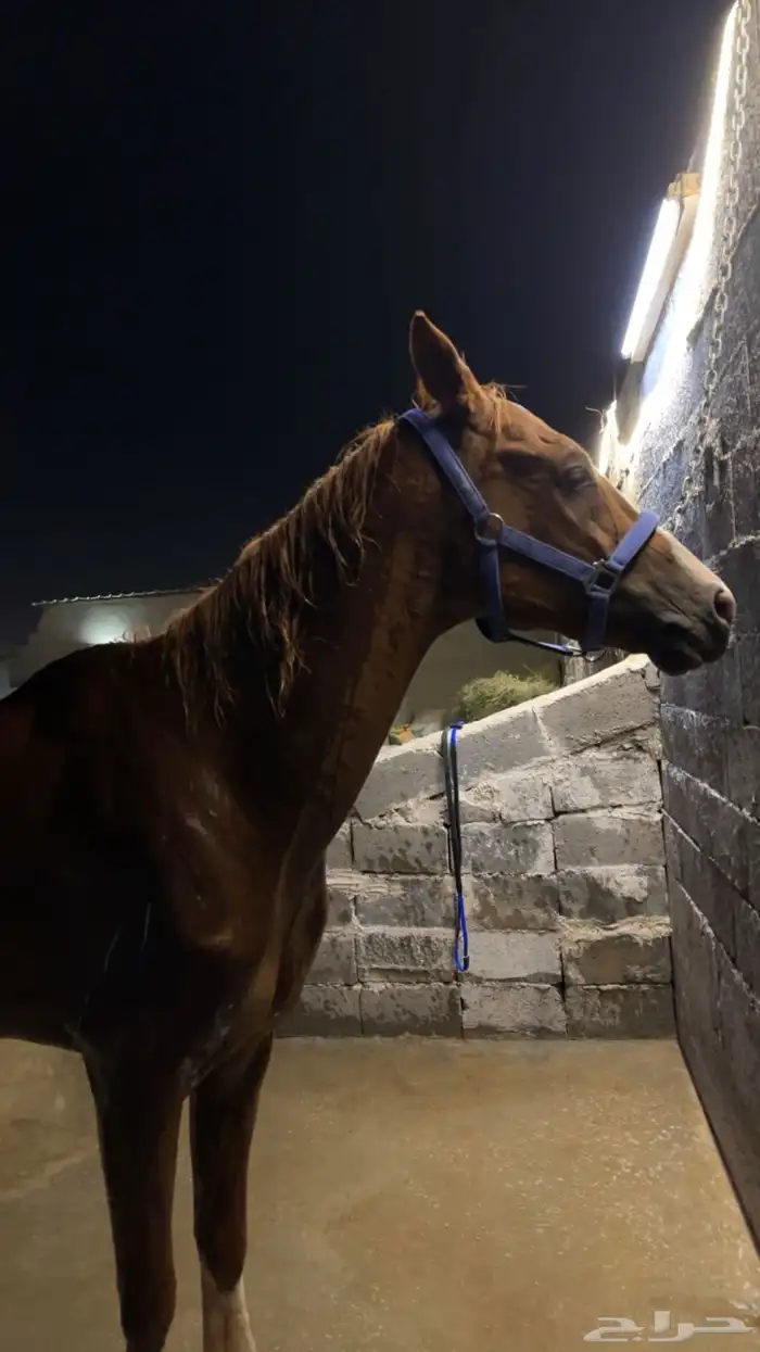 خيل 2