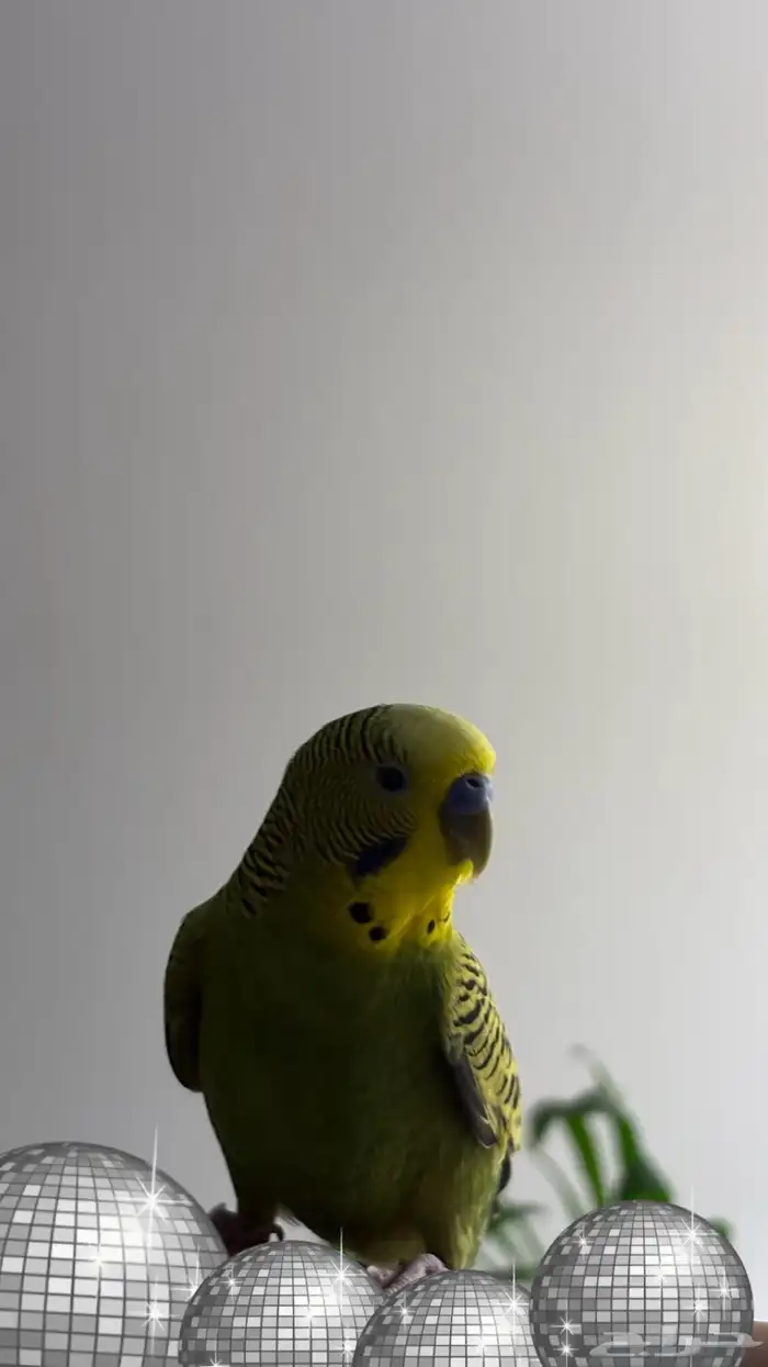 ببغاء بادجي 3