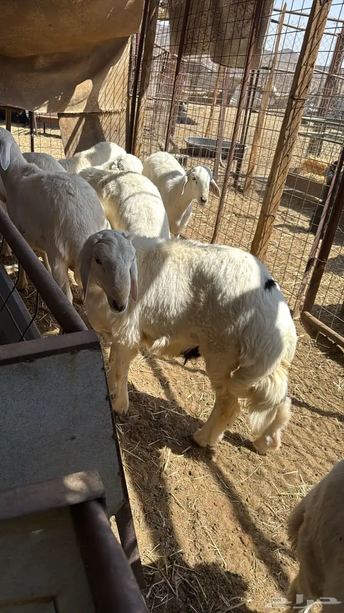 طليان. ذبايح 1