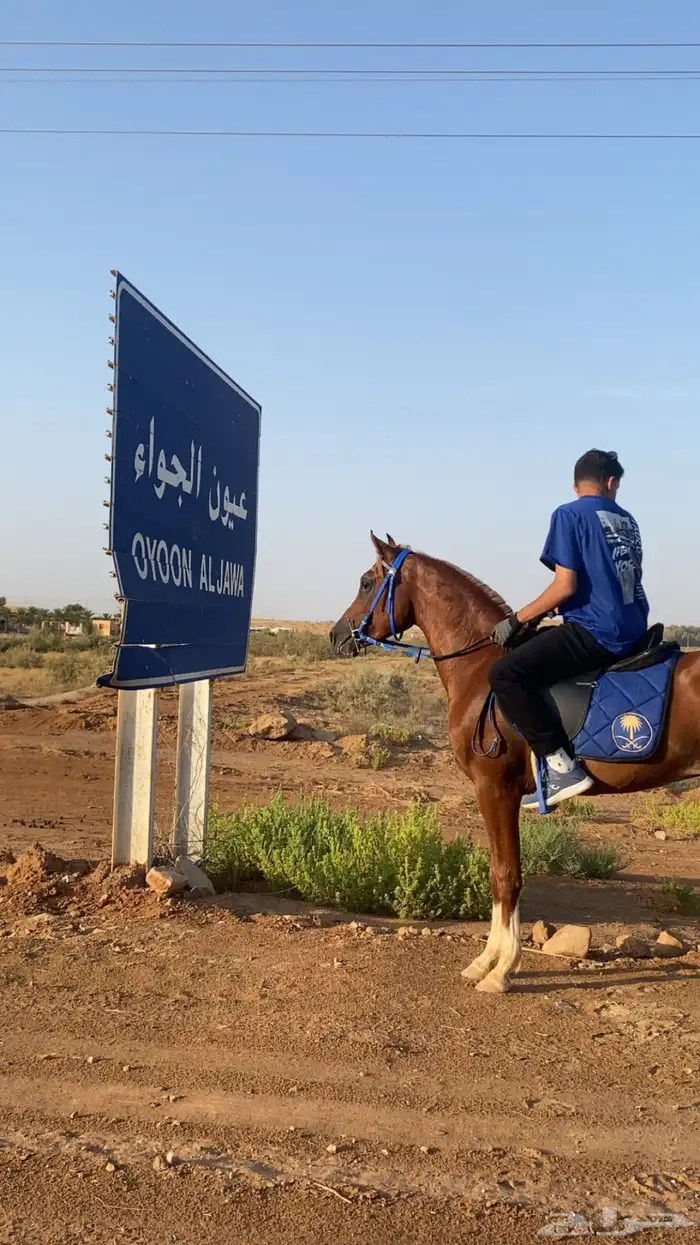 حصان اشقر نادر 2