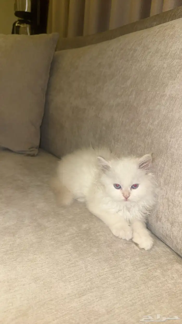 للبيع بشكل مستعجل   4 قطط شيرازي 1