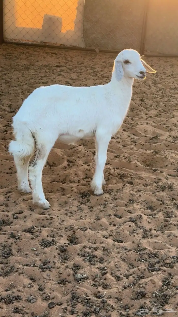 للبيع رخل ترضع 0