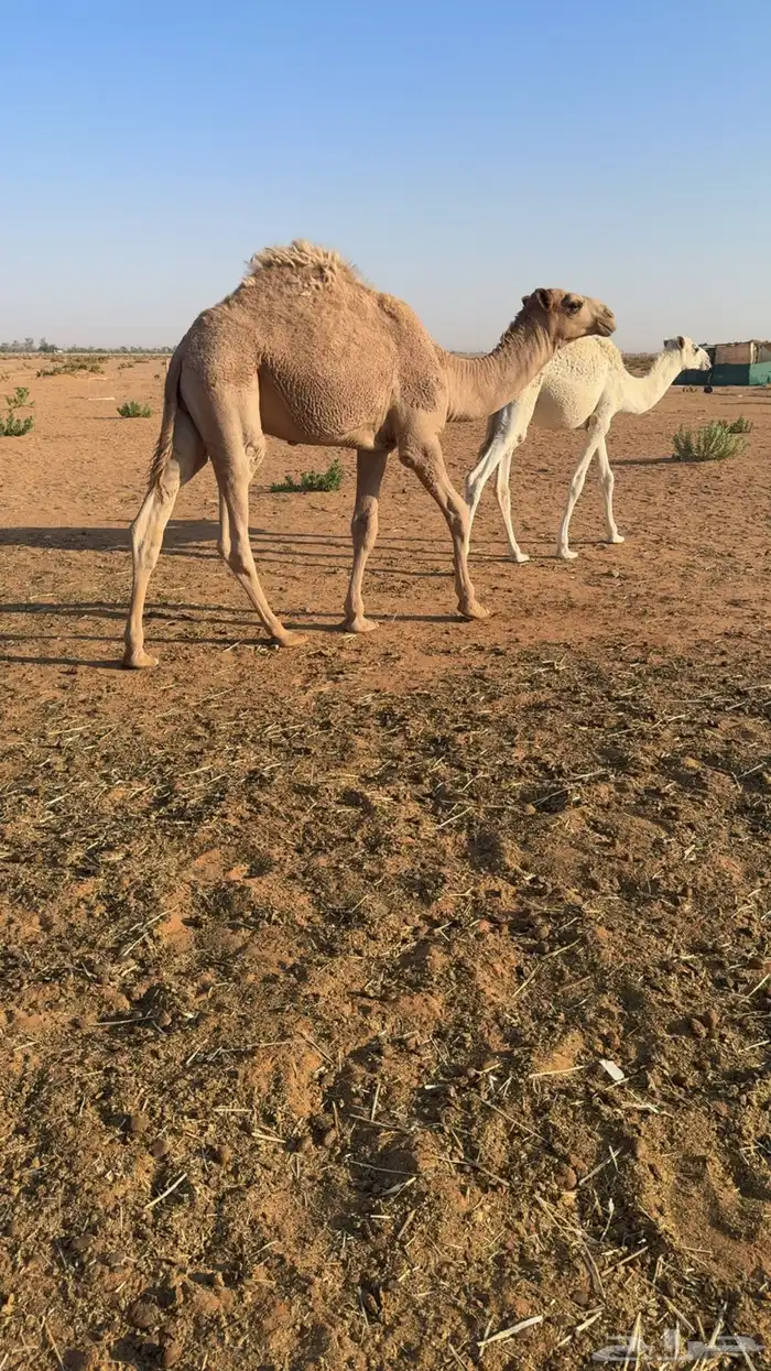 قعدان العدد 2 بري كفو 3