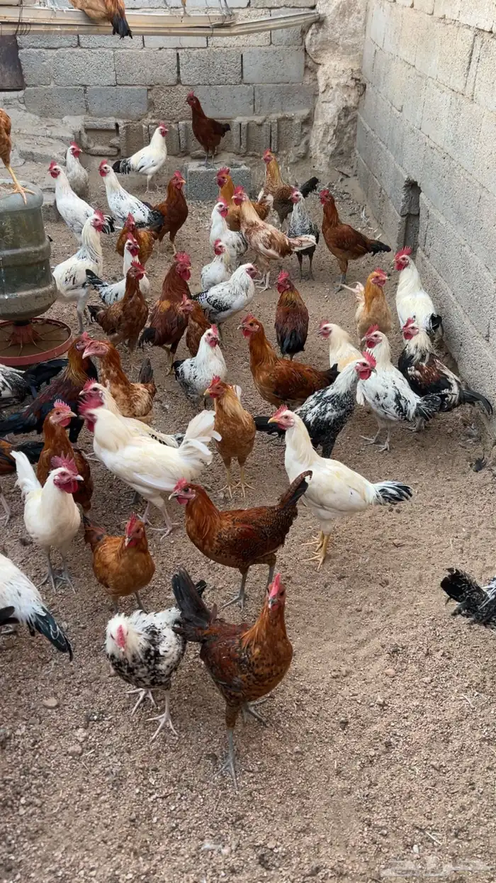 دجاج بلدي للبيع العمر 8اشهور 1