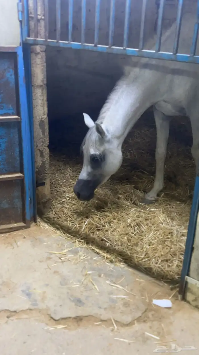 حصان واهو مصري بيور 2