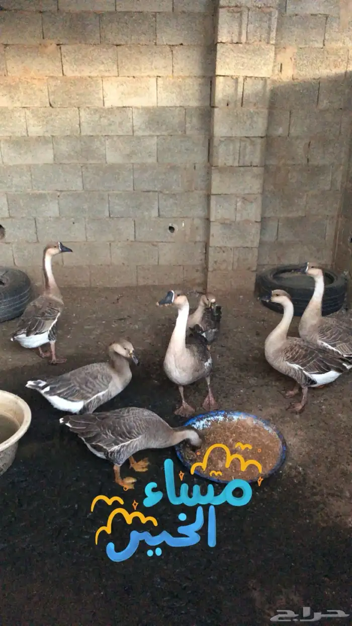 وز عراقي 0