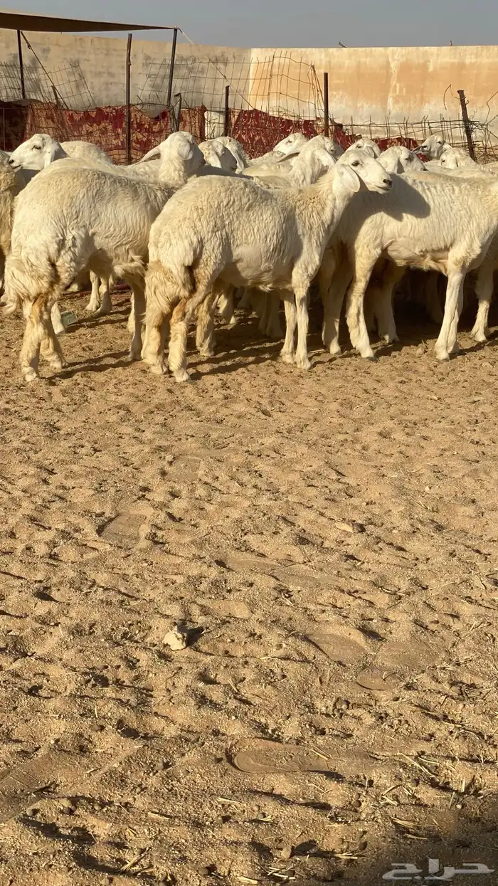 رخال حرش 4