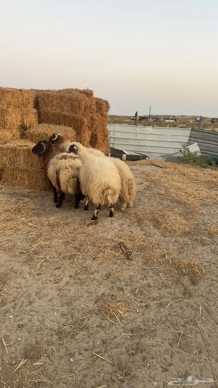 خرفان نعيم 1