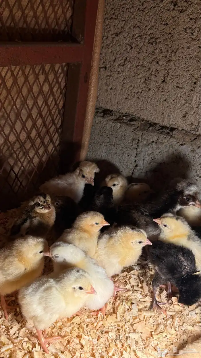 صوص بلدي فواتح 1