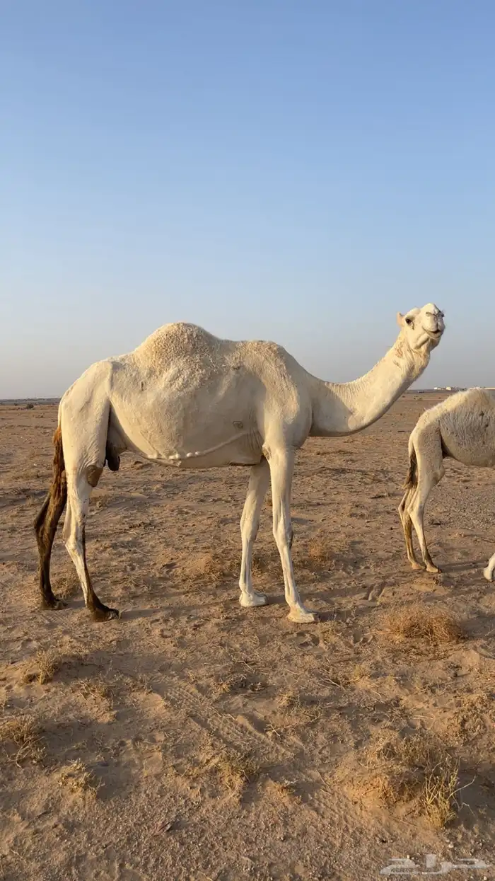 للبيع العشرا الظريبة مبيوع ولدها 1