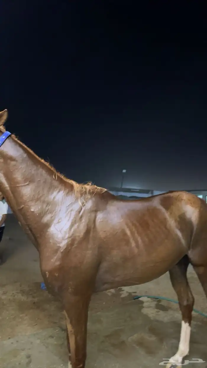 خيل 1