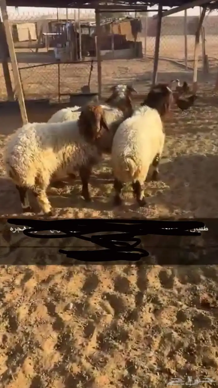 طليان نعيم 2