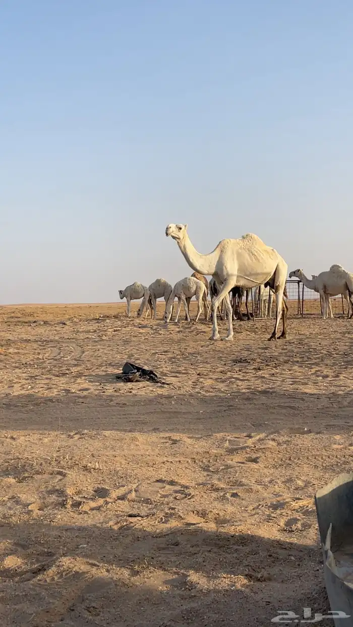 للبيع العشرا الظريبة مبيوع ولدها 0