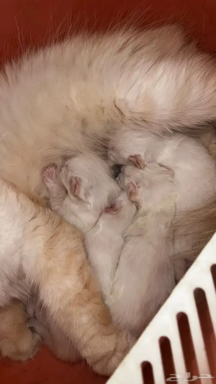 انتاج جديد مواليد1 10 2025 شيرازي مهجن لون ابيض عسلي 1