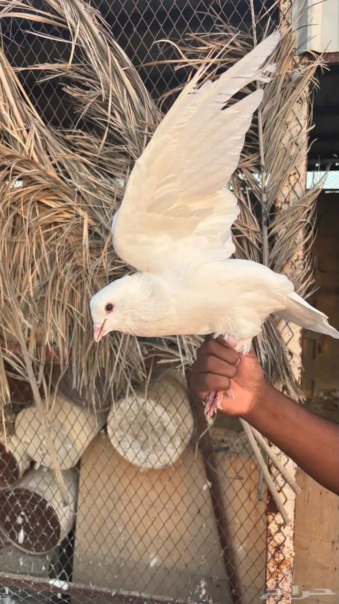 حمام فرنسي جامبو حول 50 جوز وفيه مقطع فديو تواصل واتس 1