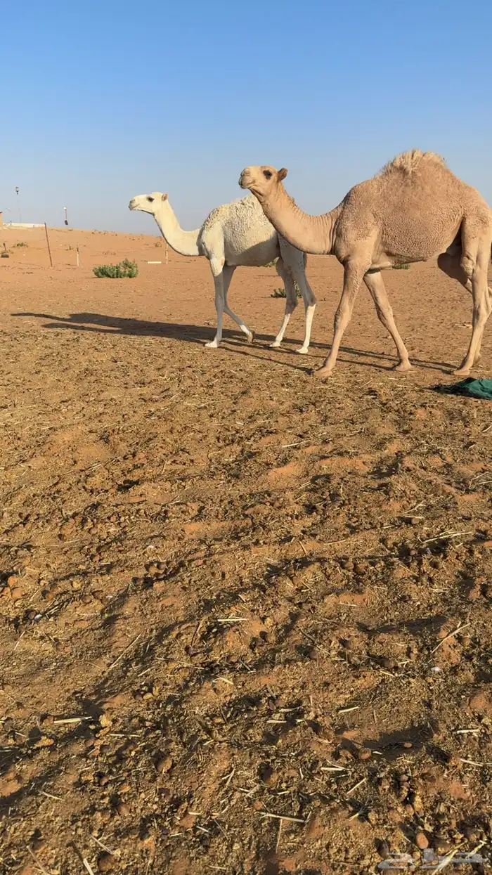 قعدان العدد 2 بري كفو 2