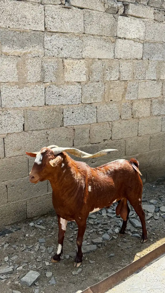 تيس فحل للبيع الموقع قنا 2