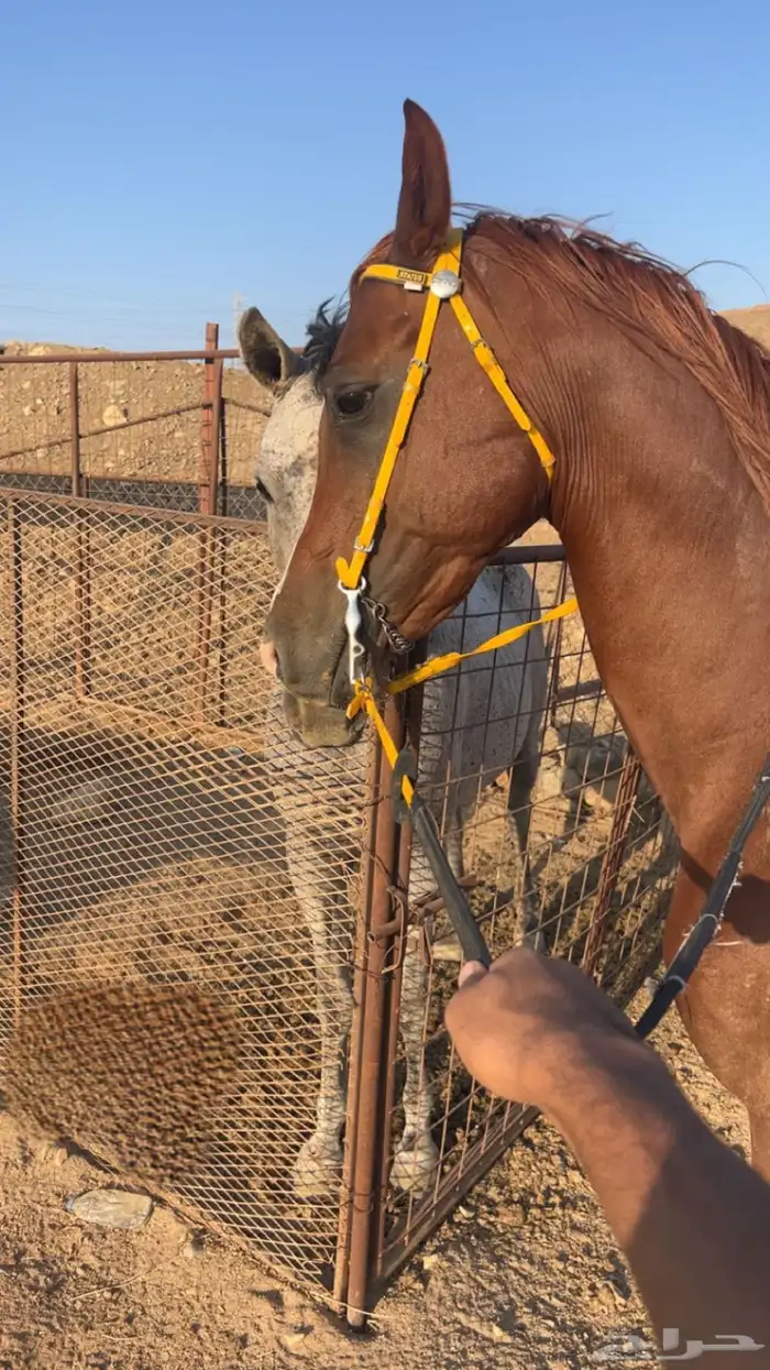 خيل 3