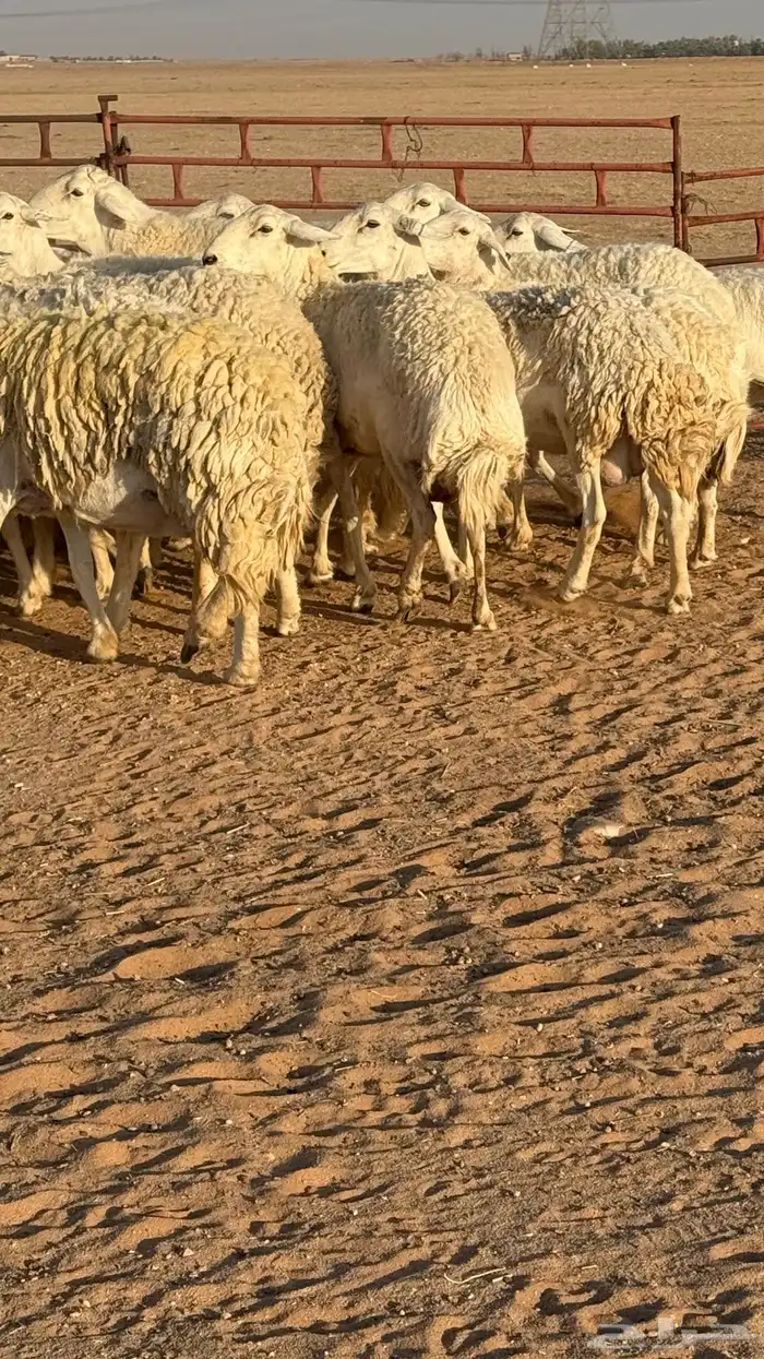 غنم حريات صنف مراح 2