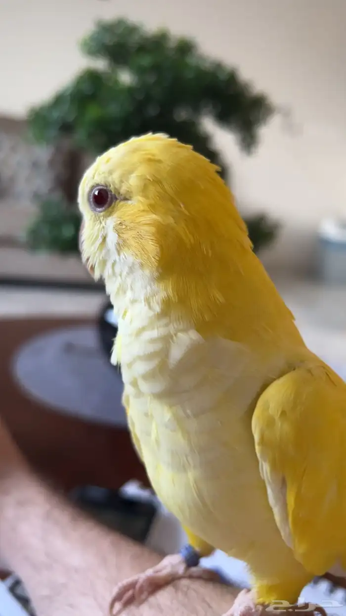 طير كويكر لاتينو اصفر عيون حمراء 0