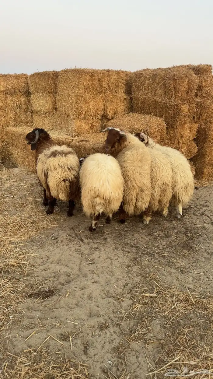 خرفان نعيم 2