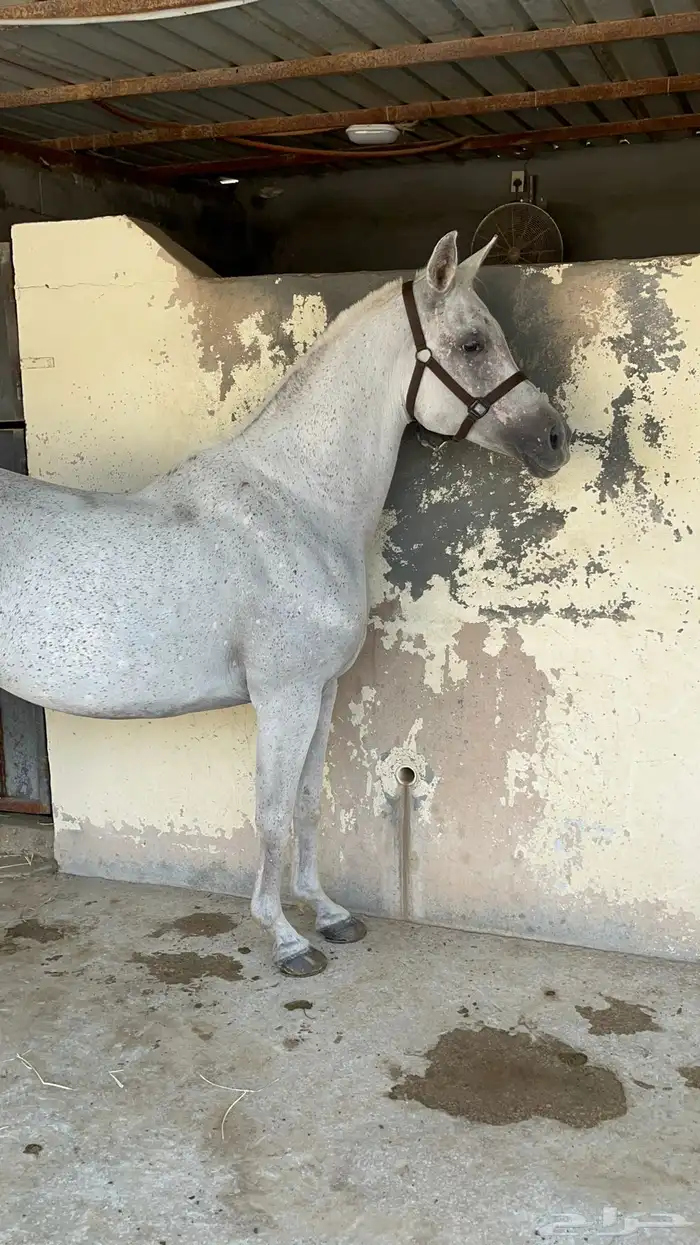 خيل فرس مكس من افضل وا أطيب الفراس 2