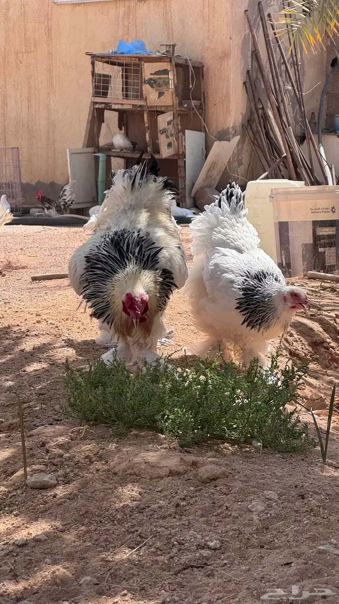 دجاج براهما فاخر 5