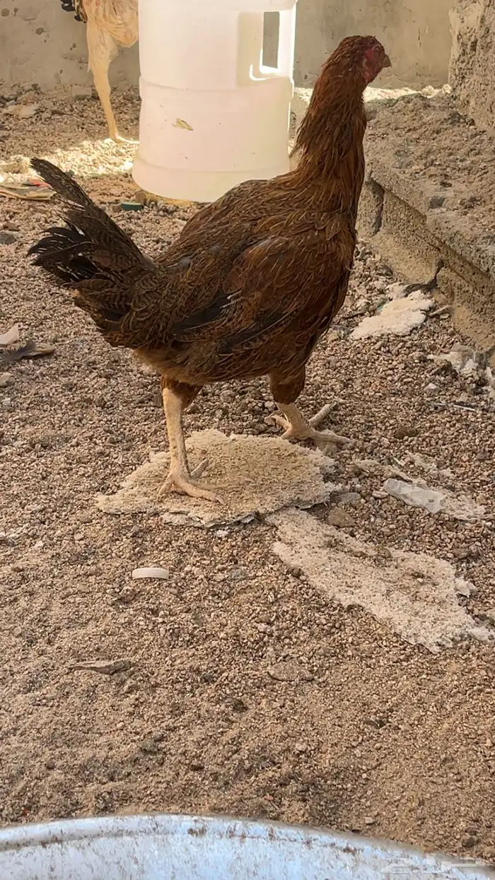 دجاج باكستاني 1