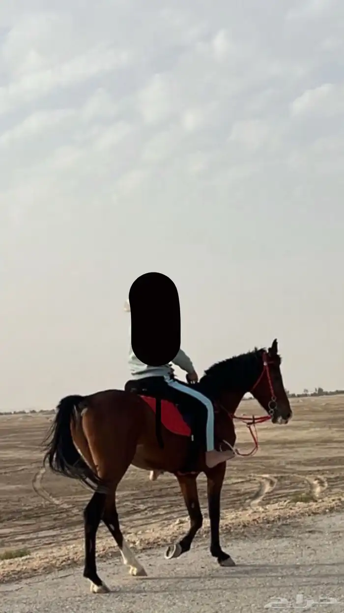 حصان شعبي حار وسبوق 0