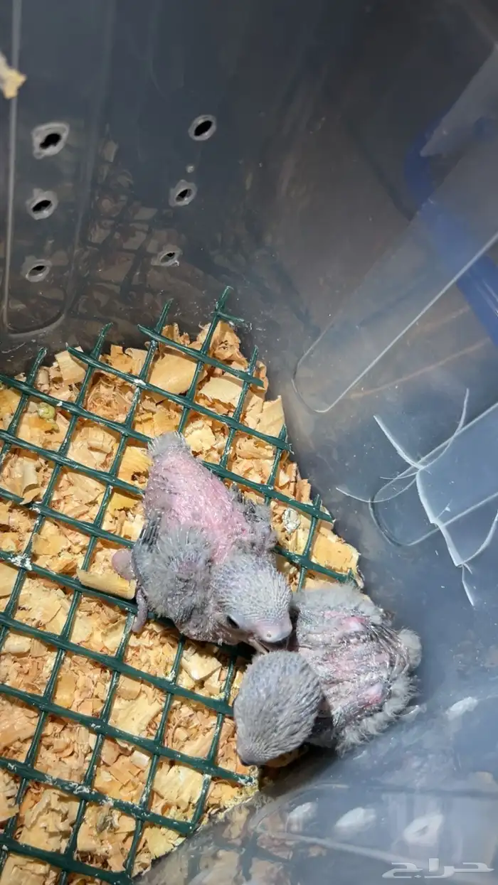 طيور وفروخ روز 1