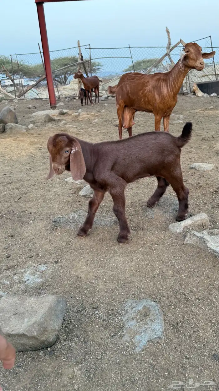 مشروع فحل 1
