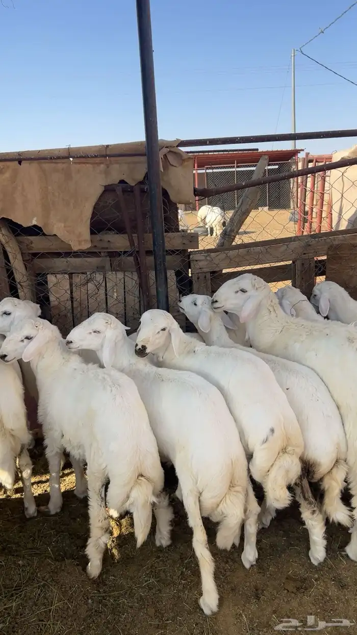 طليان سمان وطيبة 0
