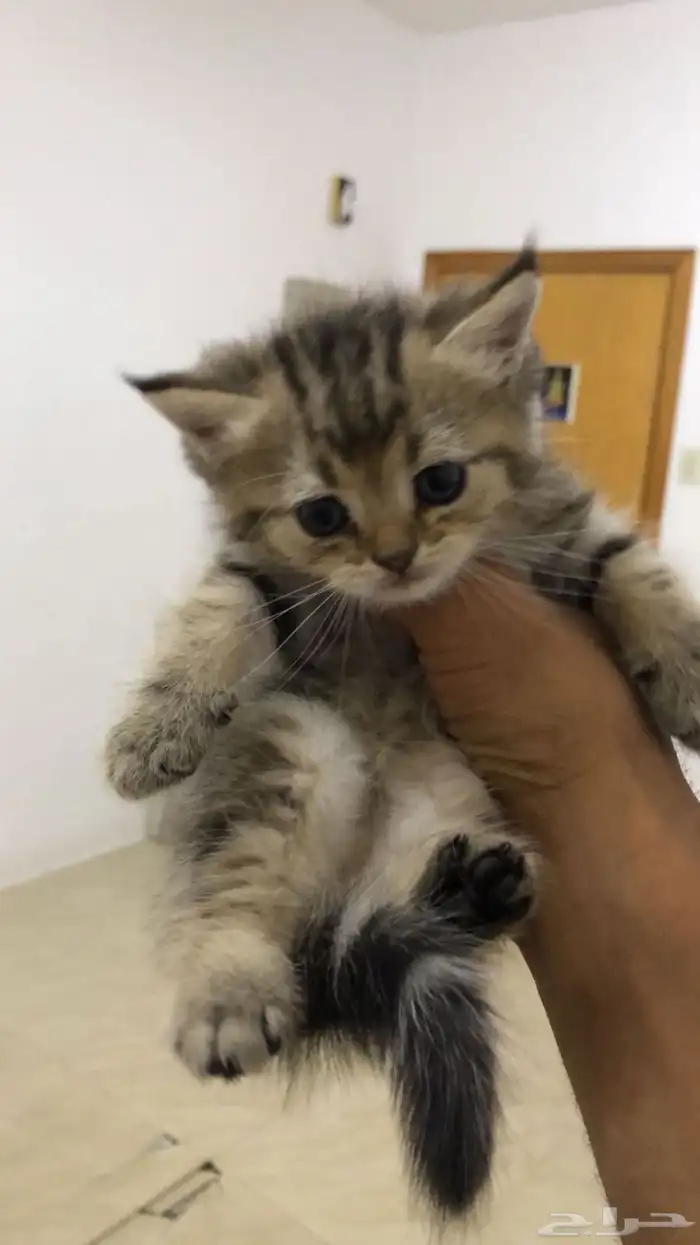 قطط للبيع ب 250 ريال 3