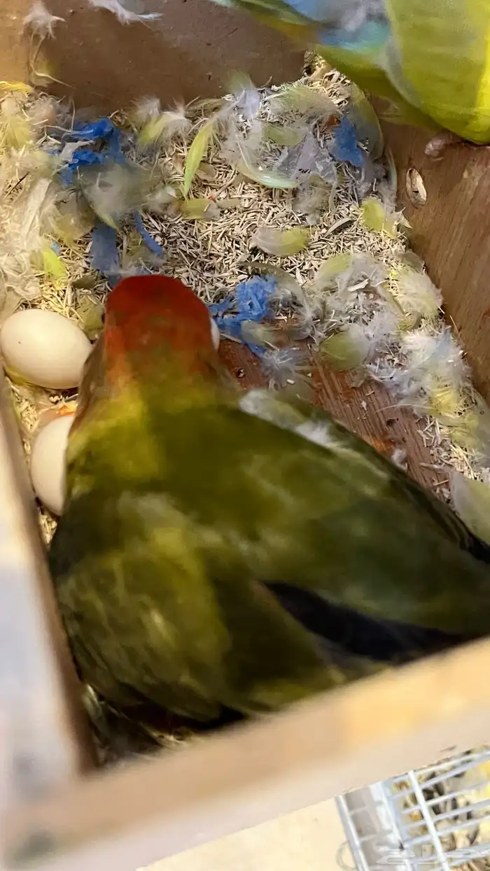 جوز روز منتج 4