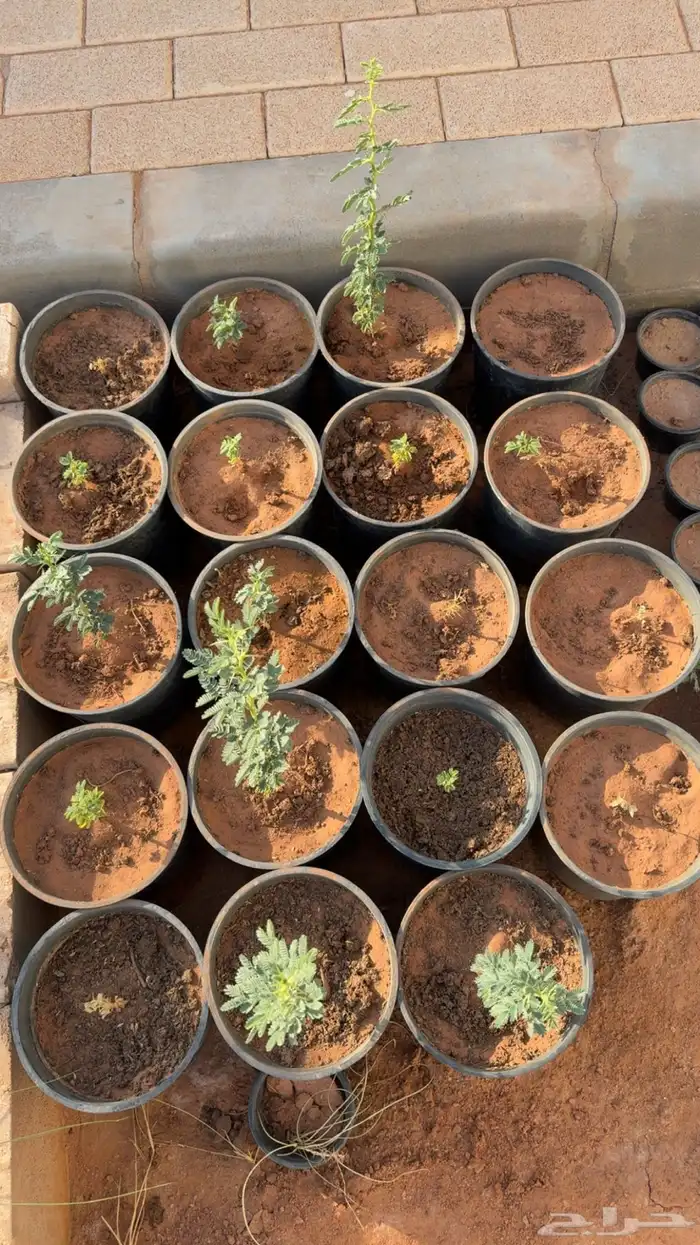 شتلات طلح نجدي 2