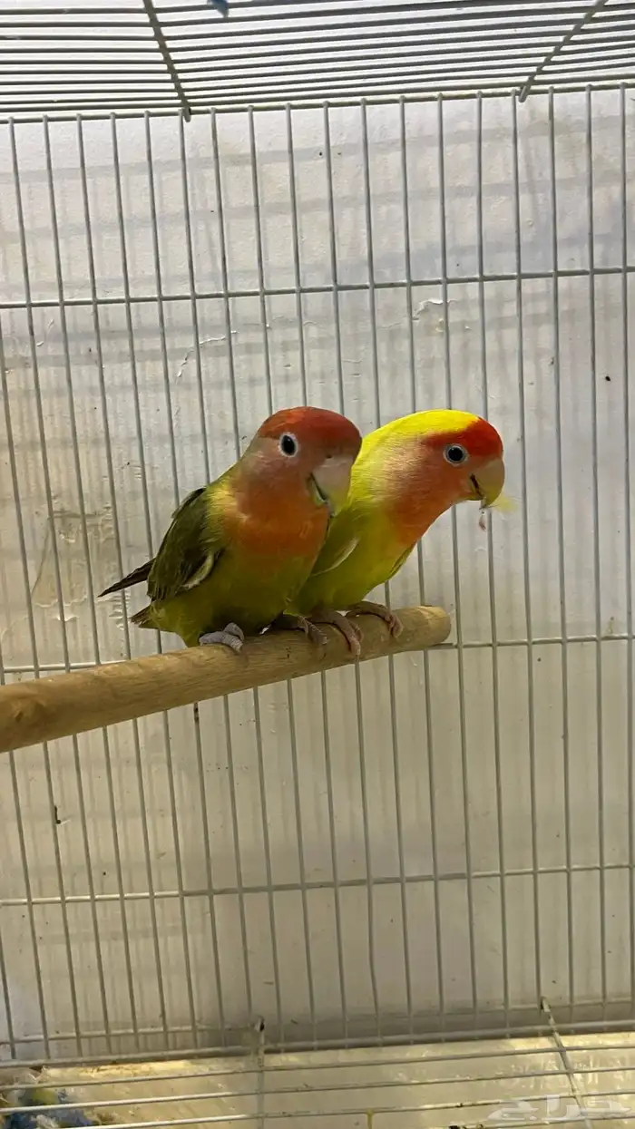 جوز روز منتج 2