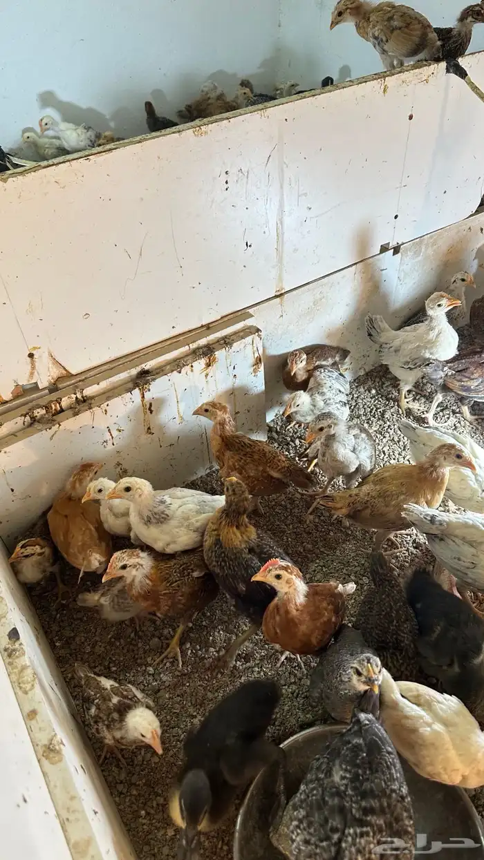 دجاج للبيع 3