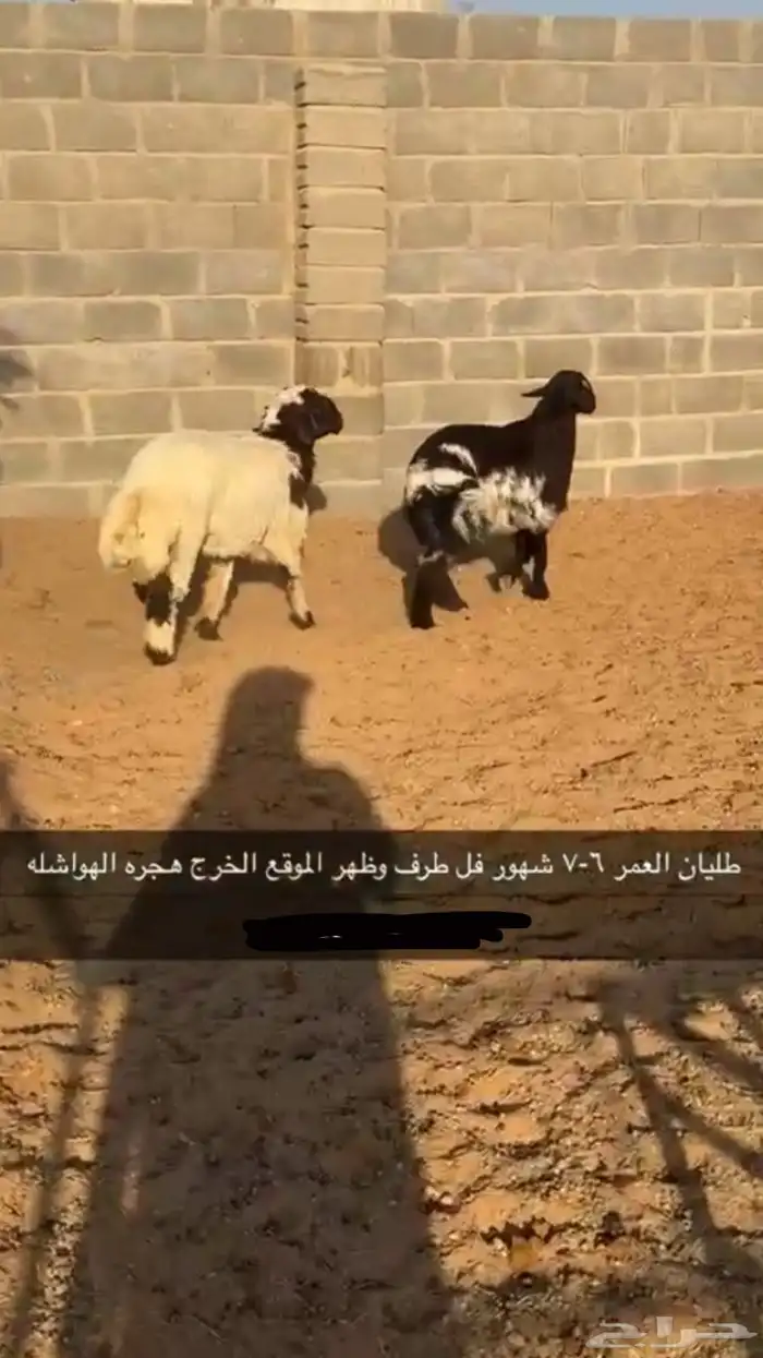 طليان نعيم 0