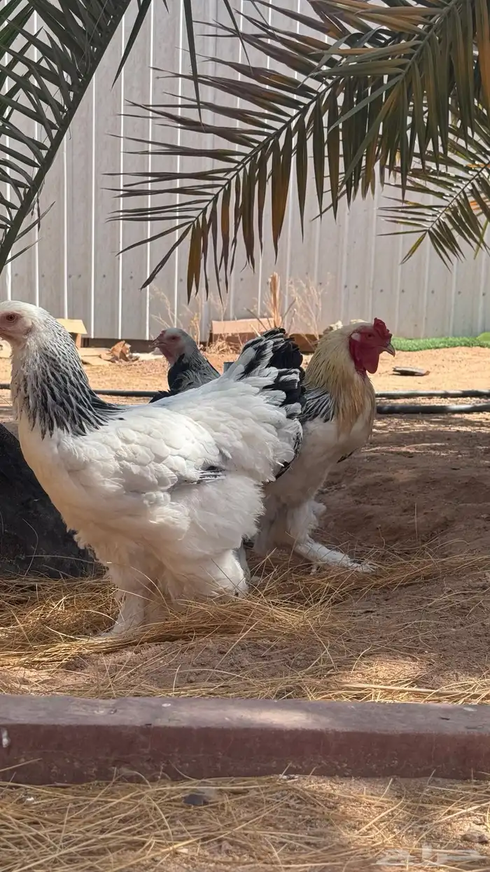 دجاج براهما فاخر 1